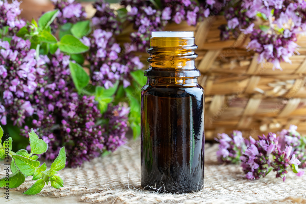 A bottle of oregano essential oil with fresh blooming oregano A bottle of oregano essential oil with fresh blooming oregano