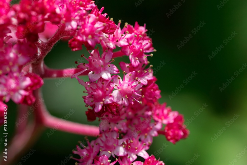 Macro photo of Rodgersia pinnata Macro photo of Rodgersia pinnata