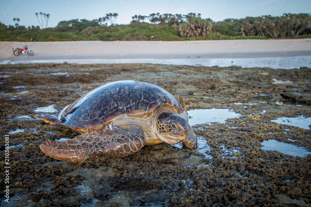 Fototapeta premium Female Green sea turtle on the beach.