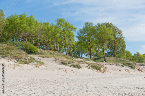 Sandy dunes of the Baltic sea covered with green trees.