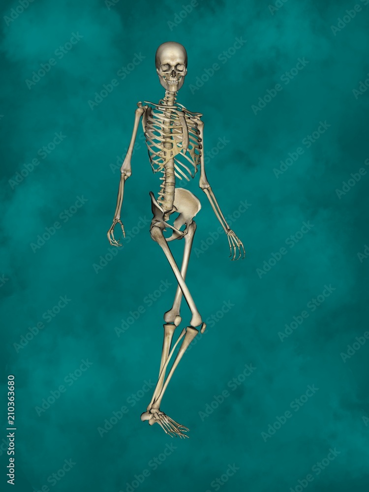 Female Skeleton, 3D Human Model Female Skeleton, 3D Human Model