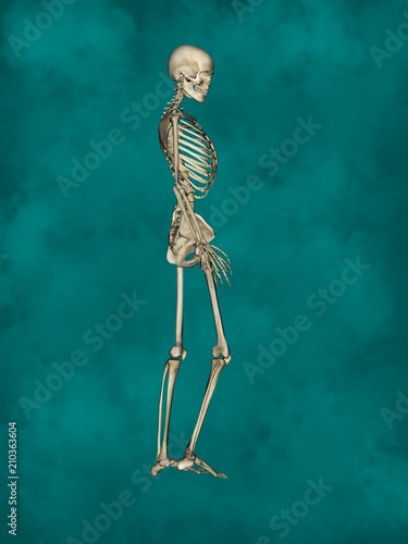 Female Skeleton, 3D Human Model