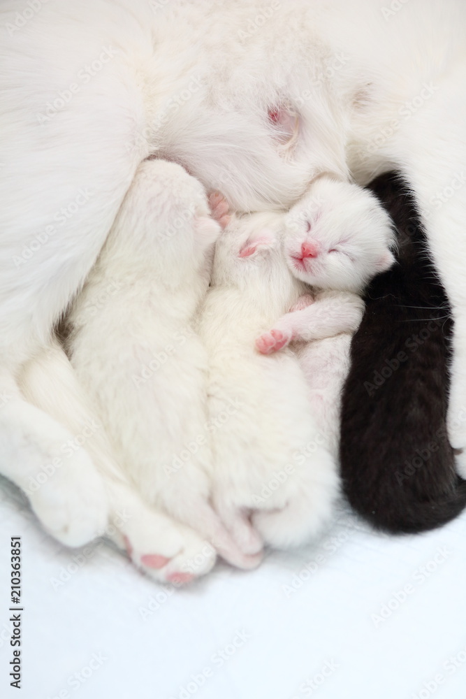 white cat with newborn kittens white cat with newborn kittens