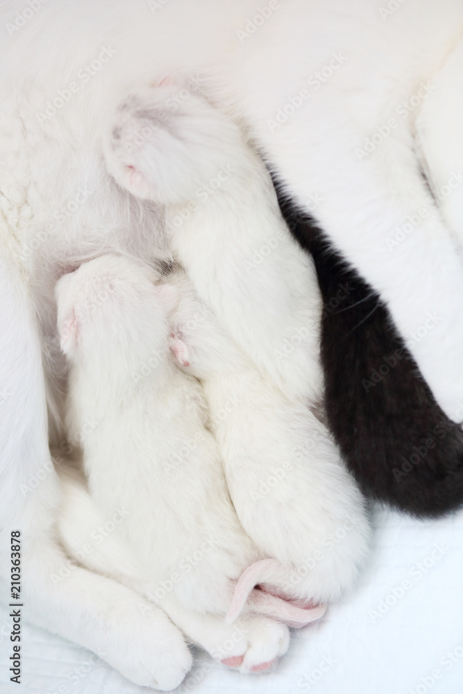 white cat with newborn kittens white cat with newborn kittens