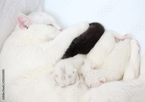 white cat with newborn kittens