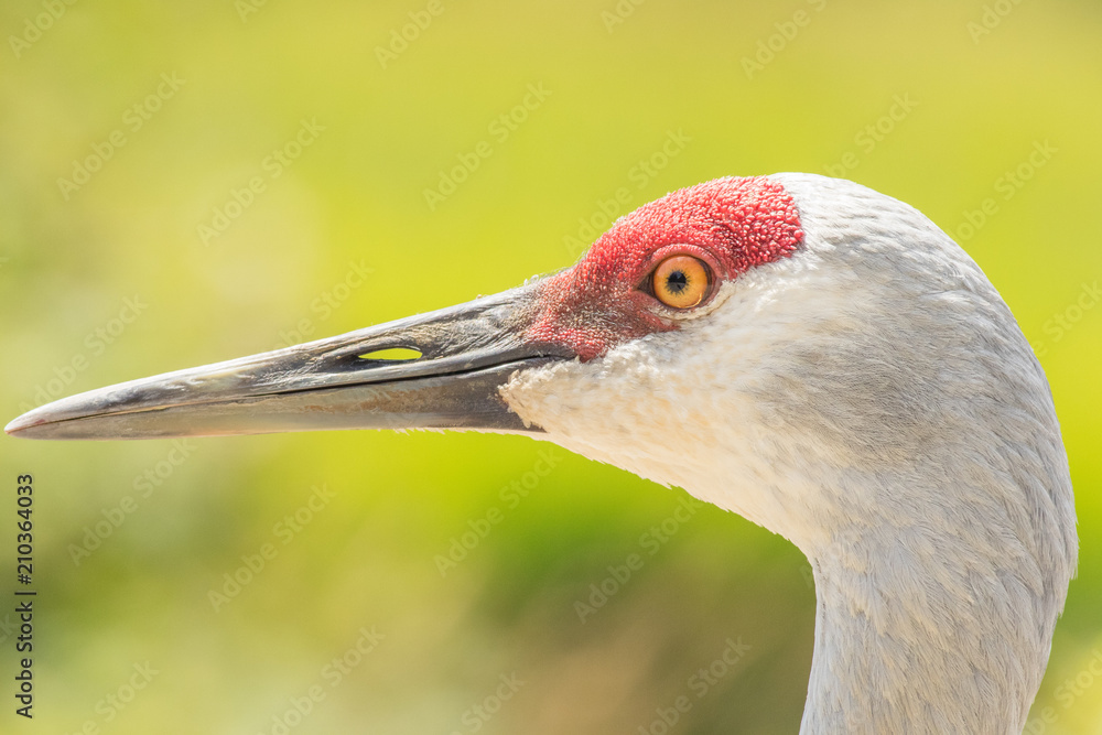 Sandhill crane close up