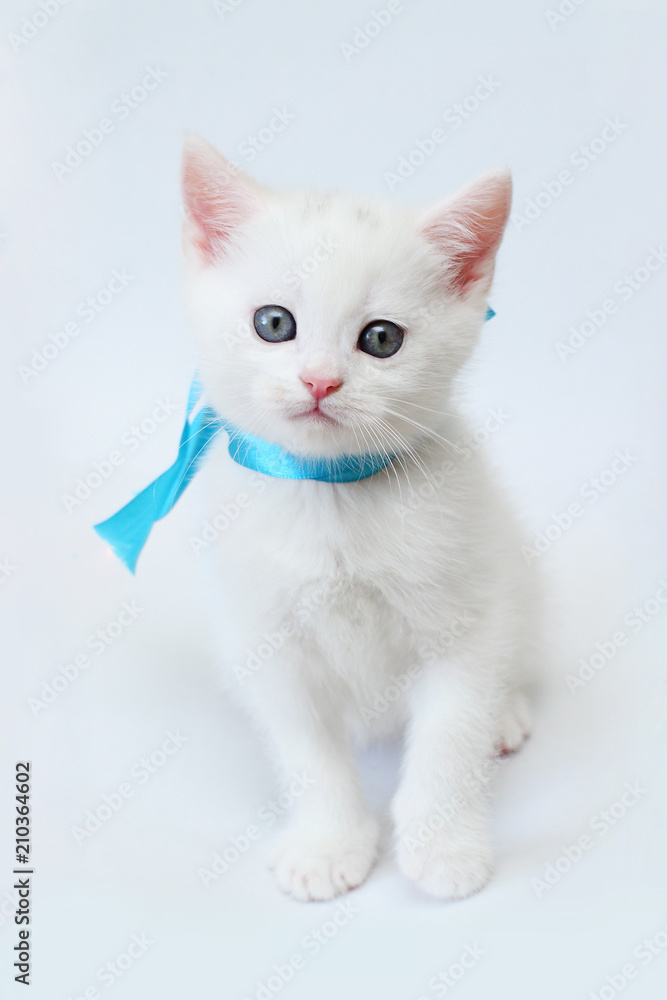white kitten Scottish straight on white background white kitten Scottish straight on white background