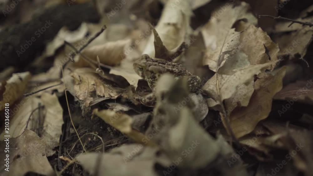 A toad jumping in leaves in the forest. A toad jumping in leaves in the forest.