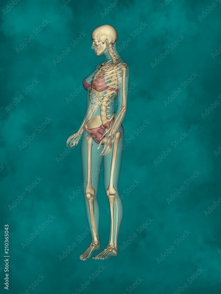 Female Skeleton, 3D Human Model Female Skeleton, 3D Human Model