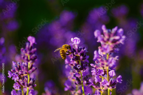 Fototapeta Naklejka Na Ścianę i Meble -  Bee on laverder flower