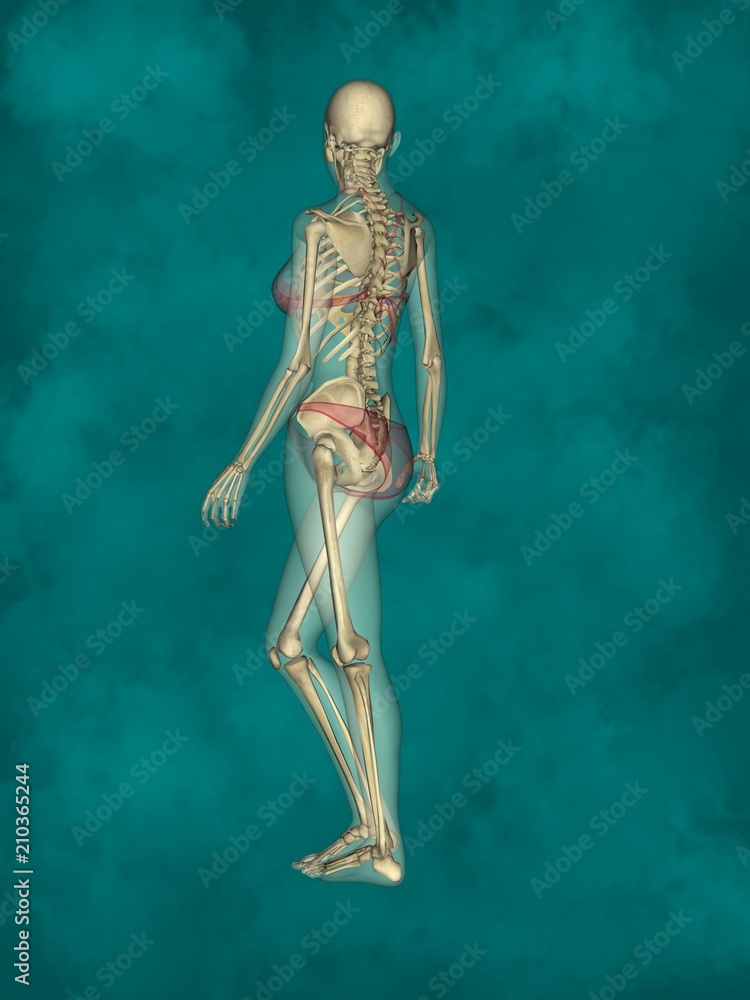 Female Skeleton, 3D Human Model Female Skeleton, 3D Human Model