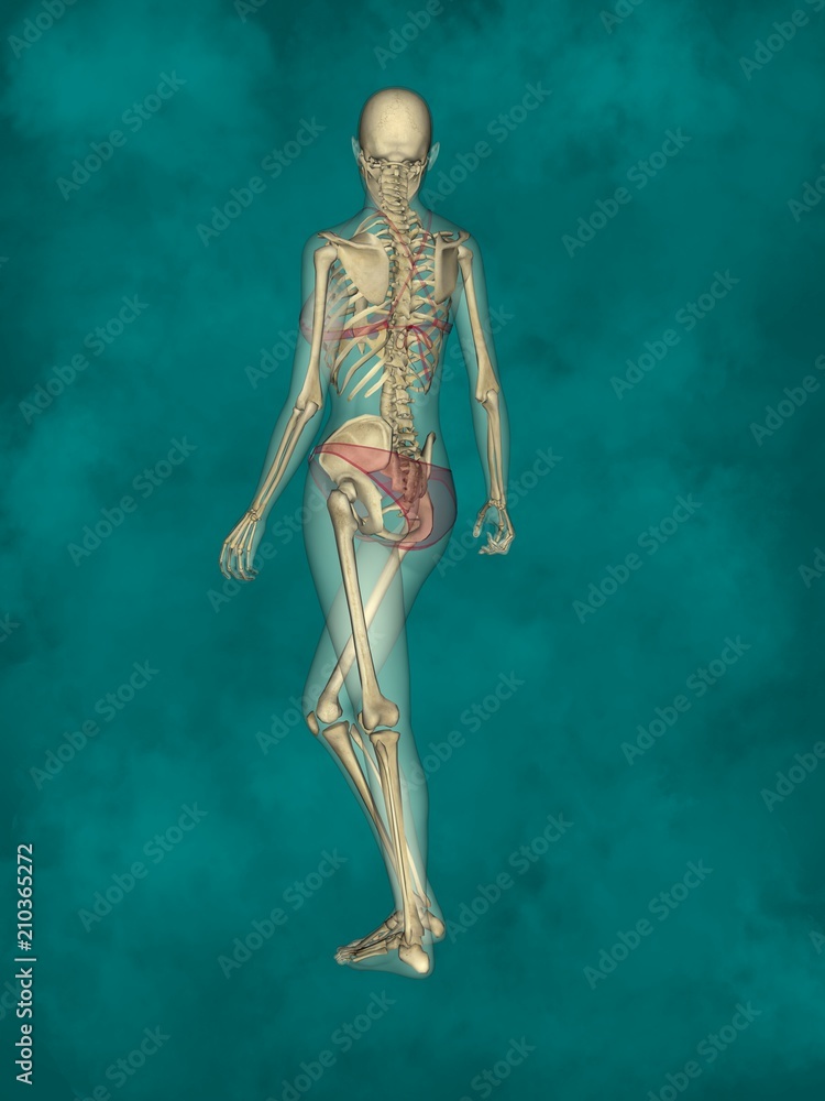 Female Skeleton, 3D Human Model Female Skeleton, 3D Human Model