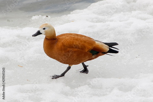 The ruddy shelduck (Tadorna ferruginea) walking on snow near the water in winter photo