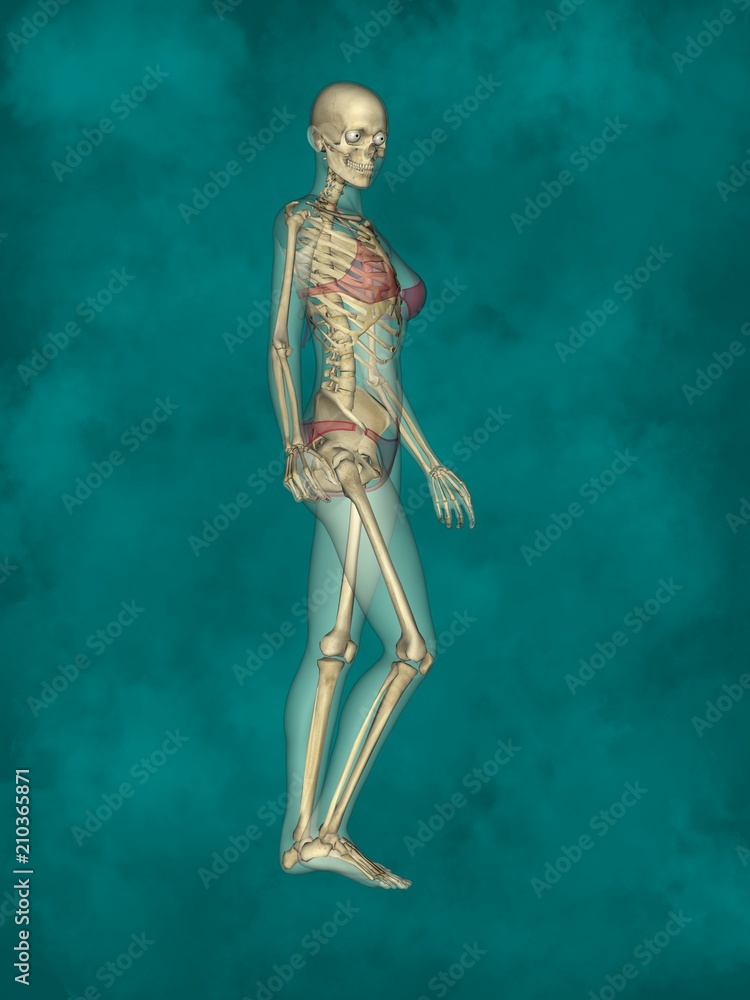 Female Skeleton, 3D Human Model Female Skeleton, 3D Human Model