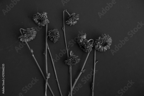 Fototapeta Naklejka Na Ścianę i Meble -  Black and white dried dead Mum flowers on dark background.  