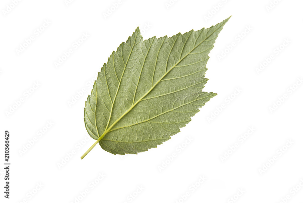 Single green leaf on the white. Life concept Single green leaf on the white. Life concept