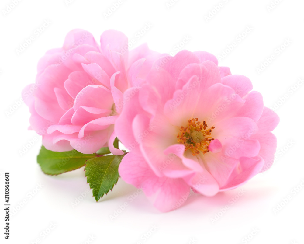 Beautiful pink roses. Beautiful pink roses.