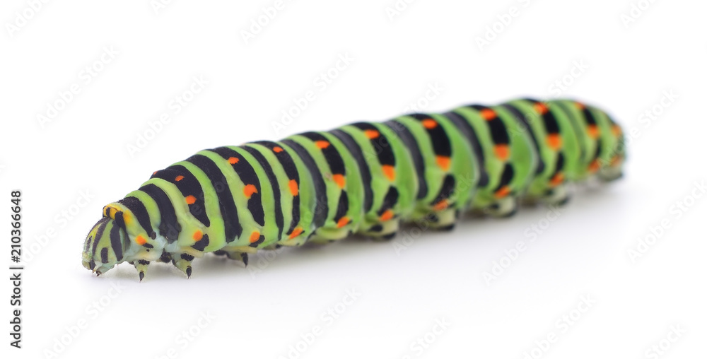 Гусеница землемер. Катерпиллер гусеница зеленая. Гусеница ползет по травинке за 1 минуту. Мохнатая гусеница мухоловка. Как называется черная маленькагусеницаи белая волнистая полоска.