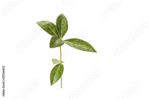 Branch with green leaves on the white. Life concept