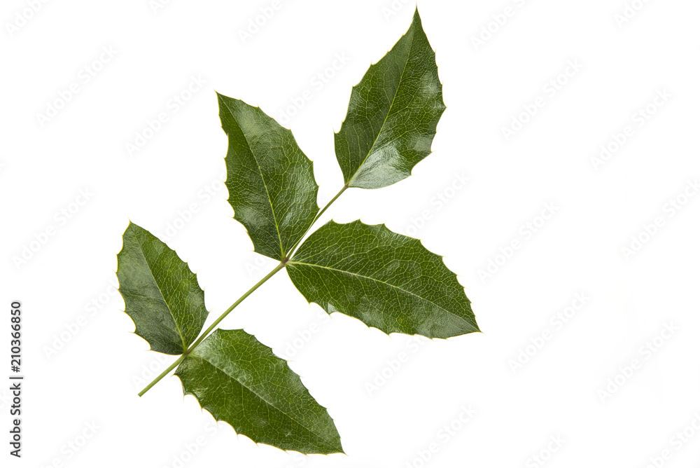 Fototapeta premium Branch with green leaves on the white. Life concept