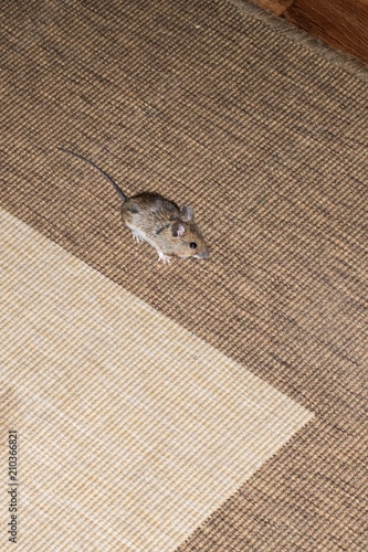 Mouse in the house on the floor.