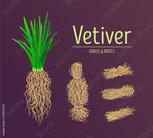 Vetiver grass (khus or Chrysopogon zizanioides), roots and leaves. Design vector elements of vetiver