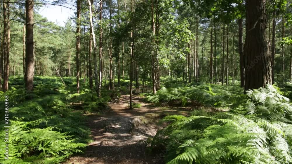 Woods in England Woods in England