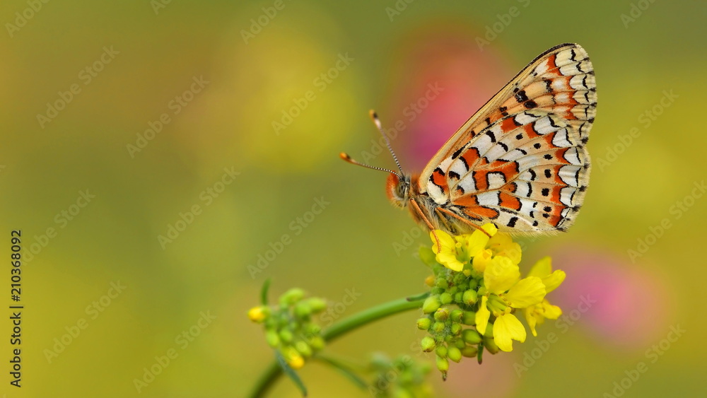 Obraz premium Euphydryas orientalis 6