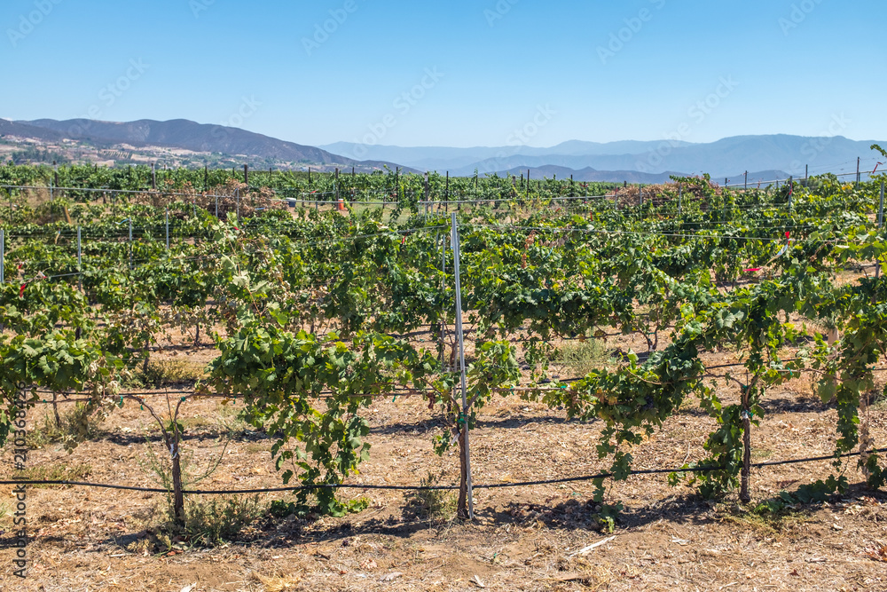 Winery Vineyard California