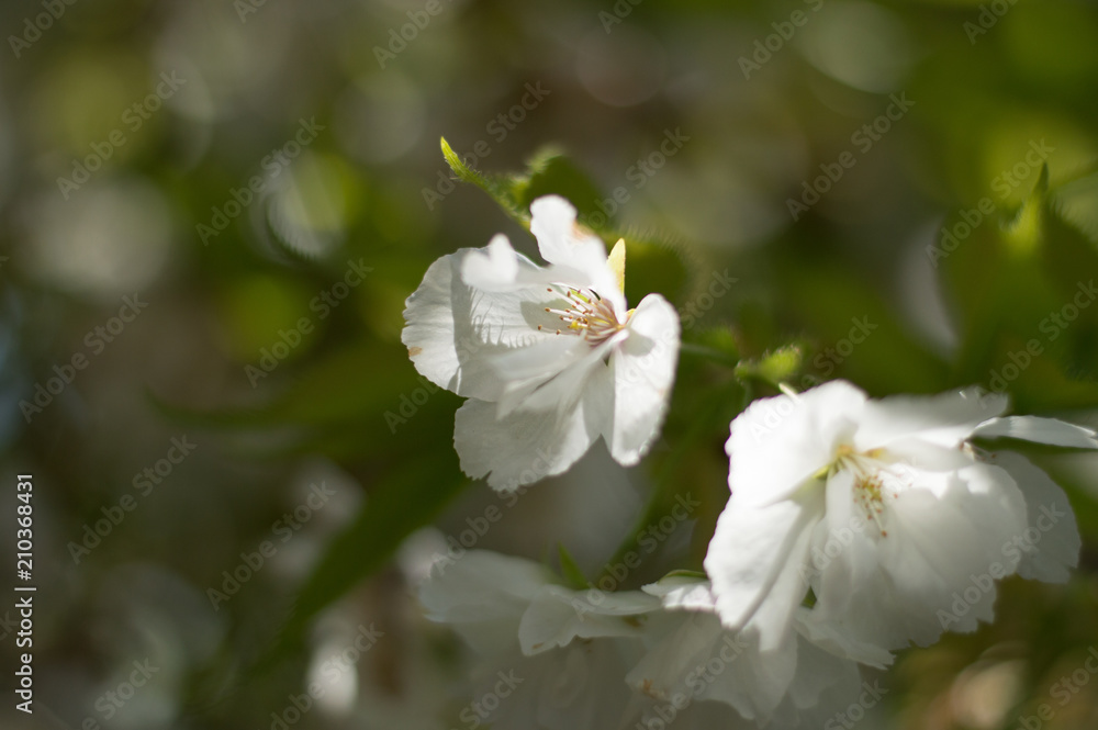 little white blossom little white blossom