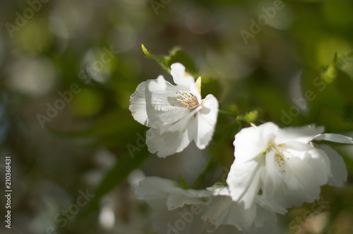 little white blossom