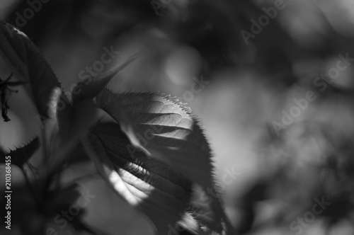 leaf in black and white