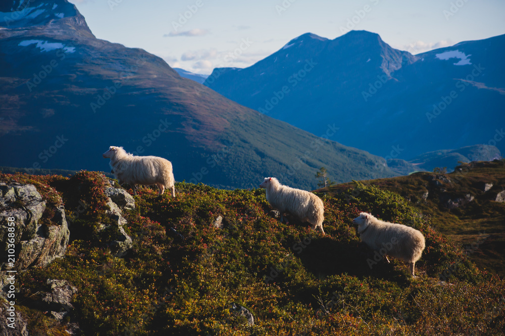 A flock of sheep pasturing and walking in the mountains of Northern Norway, Lofoten Islands
