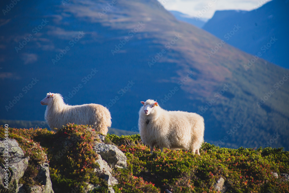 Fototapeta premium A flock of sheep pasturing and walking in the mountains of Northern Norway, Lofoten Islands 