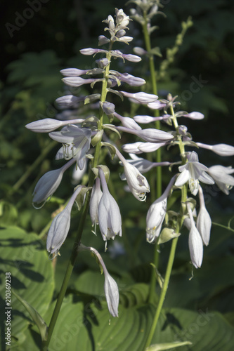 Hosta. Hosta plantaginea. Hemerocallis japonica. White Lily. Very expressive smell. Flowerbed. Summer days.