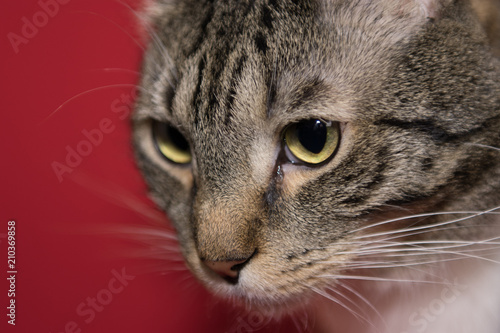 Cat face looking down close up portrait on red background 