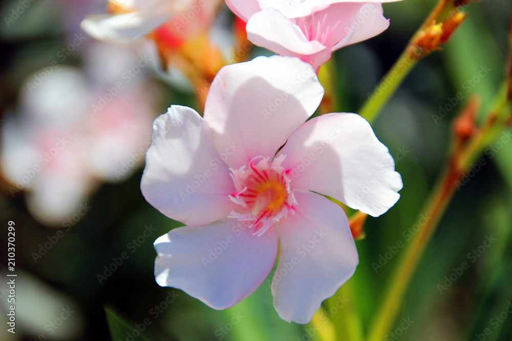 Fototapeta premium White flower in a garden, spring season