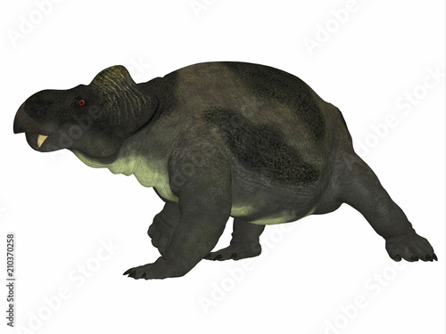 Kannemeyeria Dinosaur Side Profile - Kannemeyeria was a herbivorous dicynodont dinosaur the lived in South Africa  Argentina  India and China during the Triassic Period.