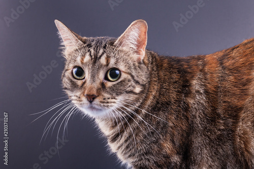 Fotografie, Obraz Close up of cat with big eyes and long whiskers in studio