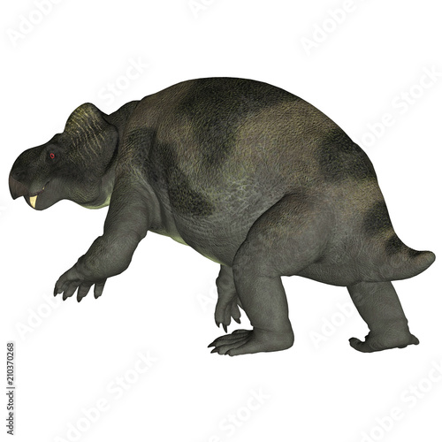 Kannemeyeria Dinosaur Tail - Kannemeyeria was a herbivorous dicynodont dinosaur the lived in South Africa  Argentina  India and China during the Triassic Period.