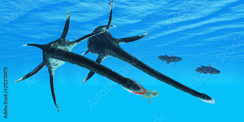 Fotografie Styxosaurus Reptile hunts Coelacanth Fish - An unlucky Coelacanth fish becomes prey to a marine reptile called Styxosaurus during the Cretaceous Period of North America
