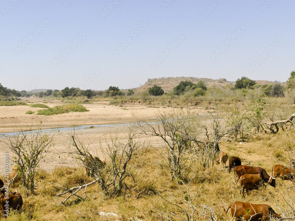 Limpopo river crossing the desert landscape of Mapungubwe National Park, travel destination in South Africa. Braided Acacia and huge Baobab trees with red sandstone cliffs Limpopo river crossing the desert landscape of Mapungubwe National Park, travel destination in South Africa. Braided Acacia and huge Baobab trees with red sandstone cliffs