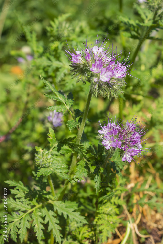 Phacelia is a good melliferous and green enrichment Phacelia is a good melliferous and green enrichment