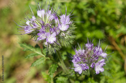 Phacelia  which is good melliferous and green enrichment