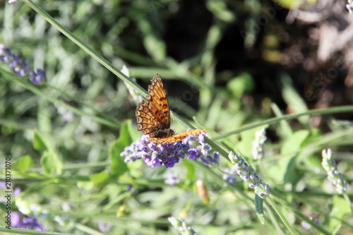 Beautifuf butterfly on lavender, Provence photo