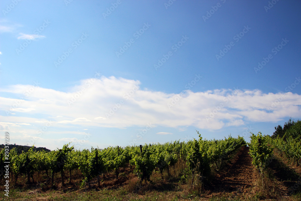 Fototapeta premium Vineyard in Montpellier, France