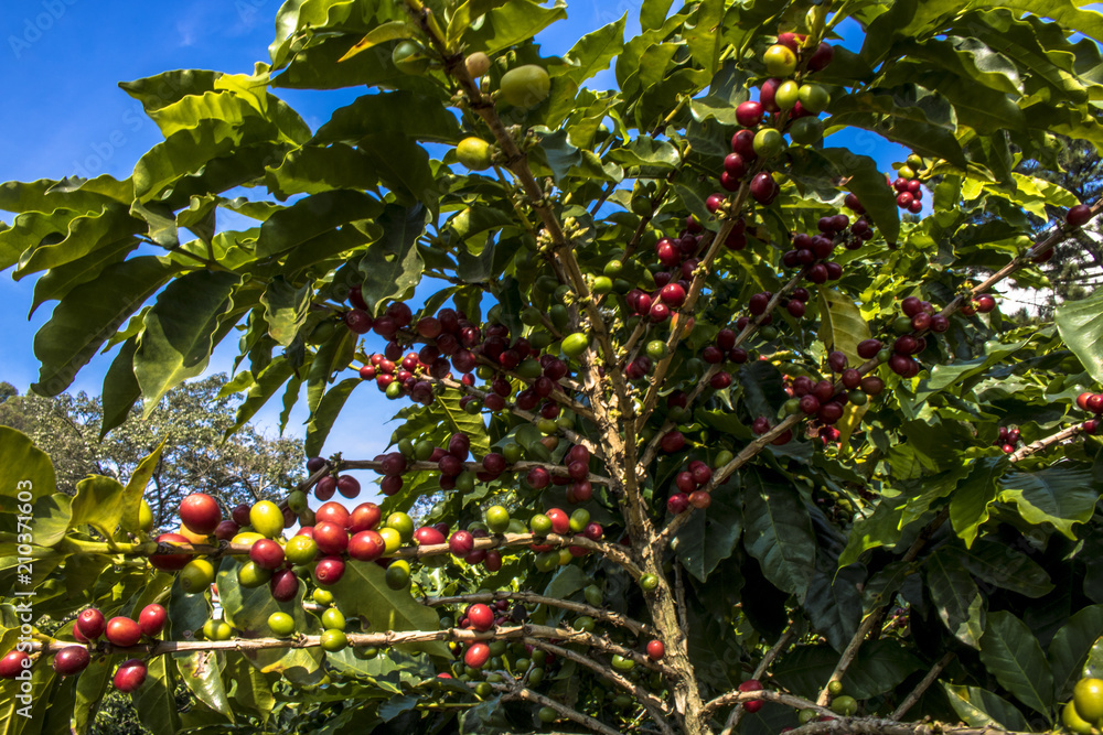 Coffee field in São Paulo State, Brazil Coffee field in São Paulo State, Brazil