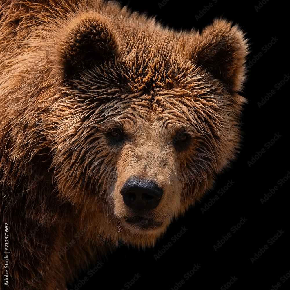 Europäischer Braunbär vor schwarzem Hintergrund Europäischer Braunbär vor schwarzem Hintergrund