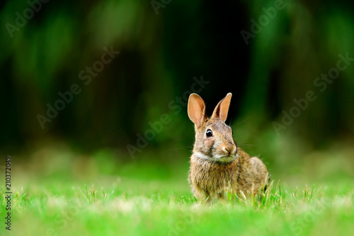 Eastern cottontail rabbit (Sylvilagus floridanus) in British Columbia, Canada photo