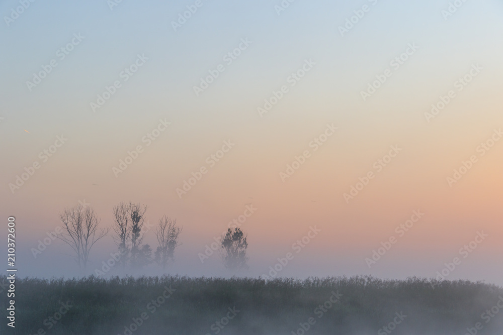 Foggy landscape with trees at dawn. Beautiful background, illustration.